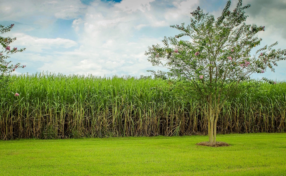image of green sugar cane