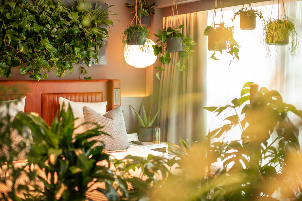 Hanging plants in a hotel room