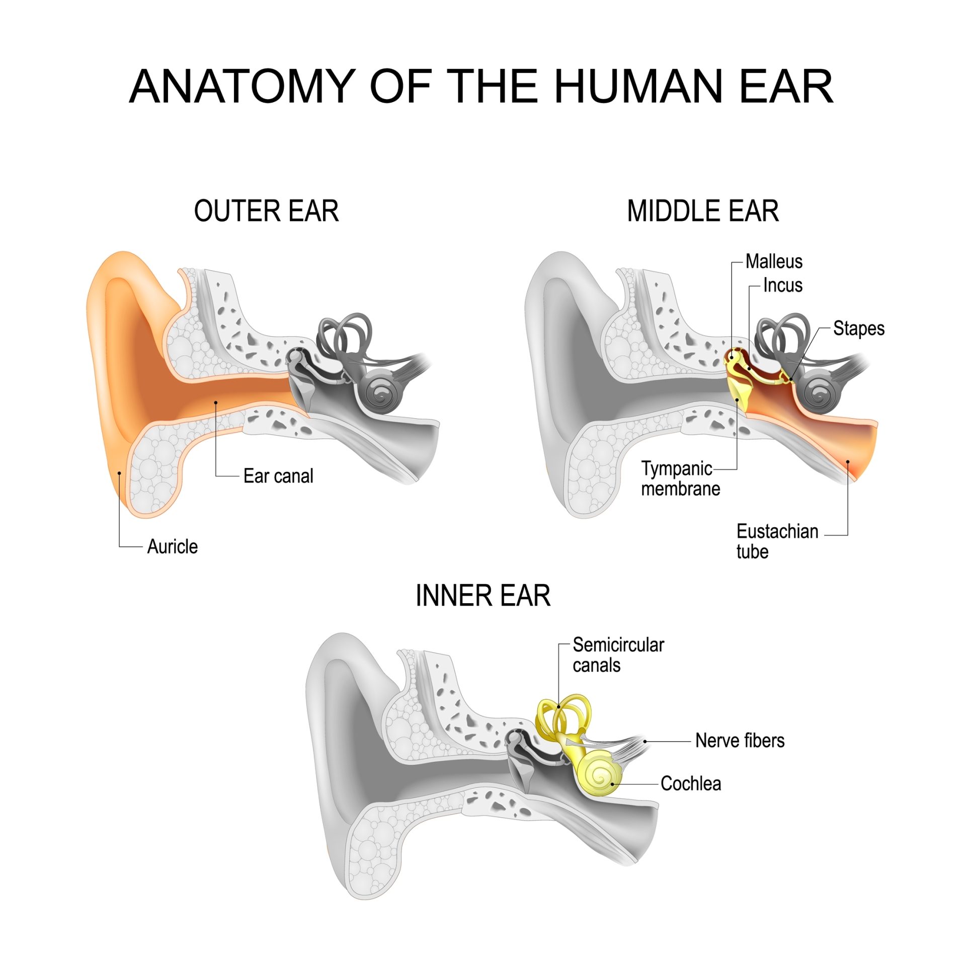 Ear,Anatomy.,Cross,Section,Of,External,(outer),,Middle,,And,Inner