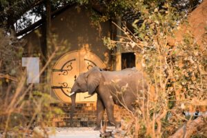 an elephant walking across the door to a guestroom at Sitatunga Private Island
