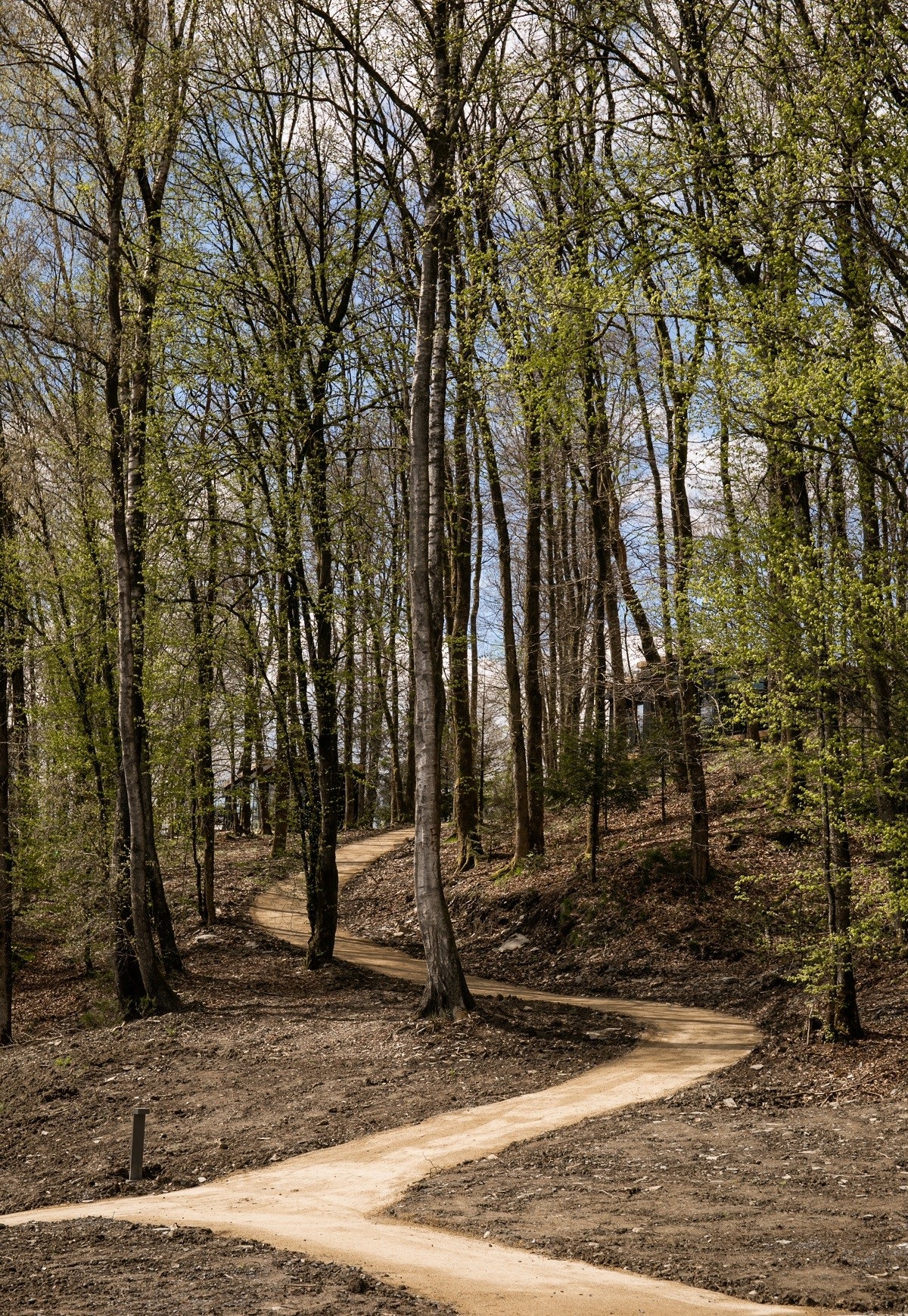 path leading into the woods at Hillview Resort