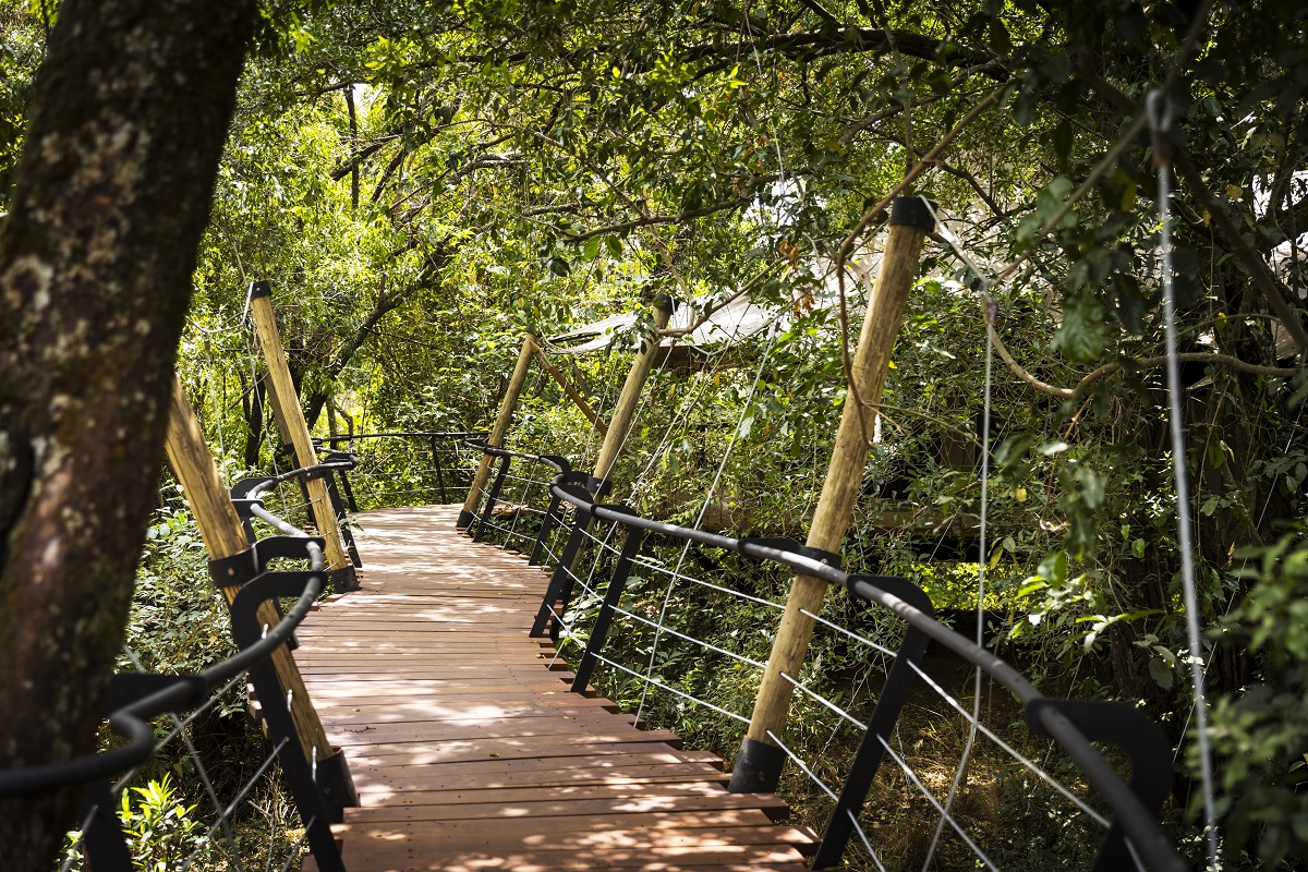 timber decked path leading through the treetops in Mara Toto Tree camp