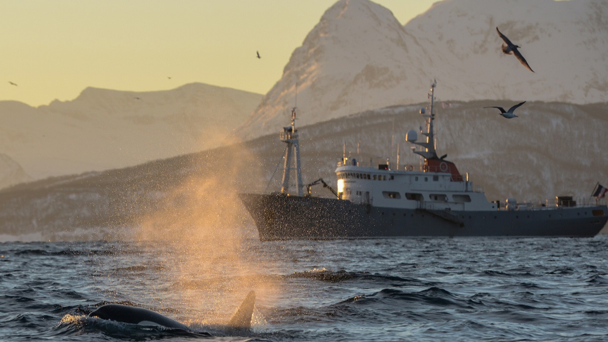 dusk in the arctic with boat and whale