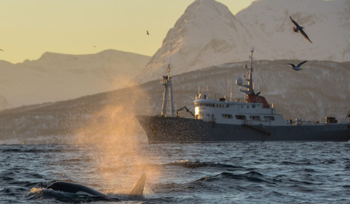 Arctic sea scene with orca in forefront and M/S Polarfront COMO Journeys ship in background