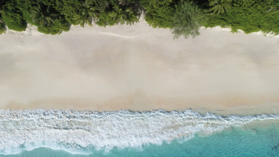 palm trees and beach at Cheval Blanc Seychelles