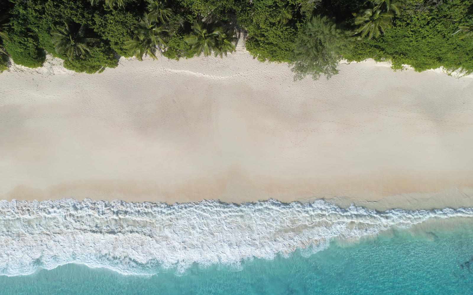 palm trees and beach at Cheval Blanc Seychelles