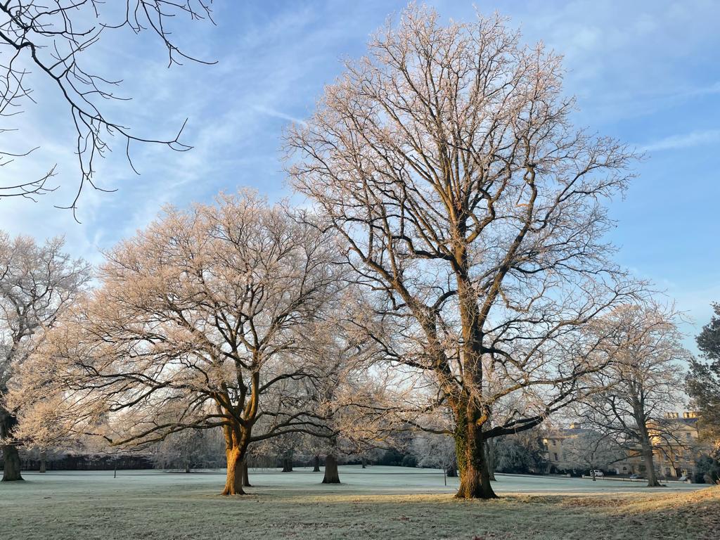 Nuneham Estate oak trees, silvered by the frost