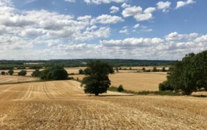 Golden crop field lined with oak trees in British countryside