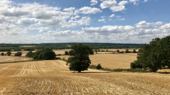 Golden crop field lined with oak trees in British countryside