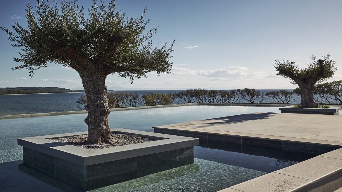 olive tree and swimming pool at Zélia Halkidiki - the first Destination by Hyatt Resort to operate in Greece