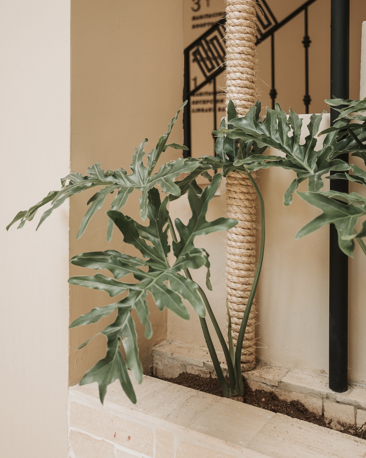 plant in courtyard with natural finishes and surfaces