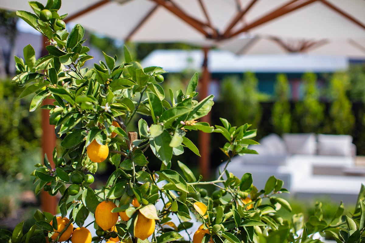 detail of orange tree and pool side parasol