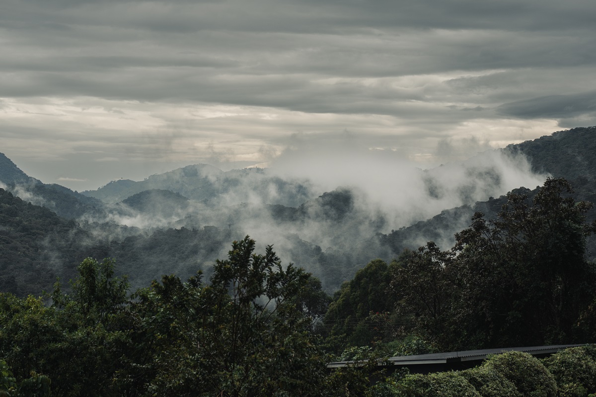 Silverback Lodge sits on a forested ridge above Uganda’s Bwindi Impenetrable Forest National Park