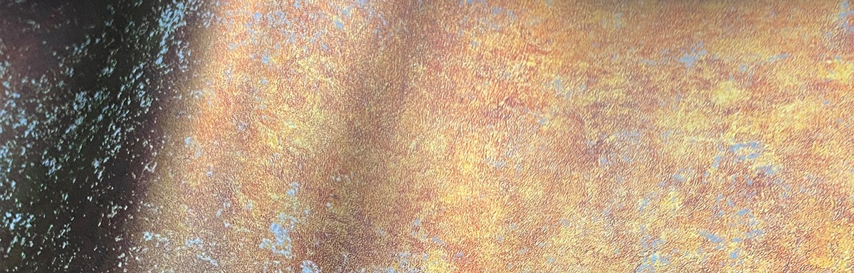 Aurelia closeup