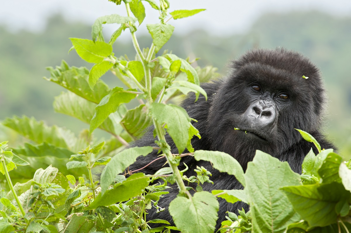 Portrait shot of a young male Mountain Gorilla (gorilla beringei beringei) who is feeding nettles. The gorilla belongs to the habituated "Amahoro"-group in the Virunga Mountains of Rwanda.