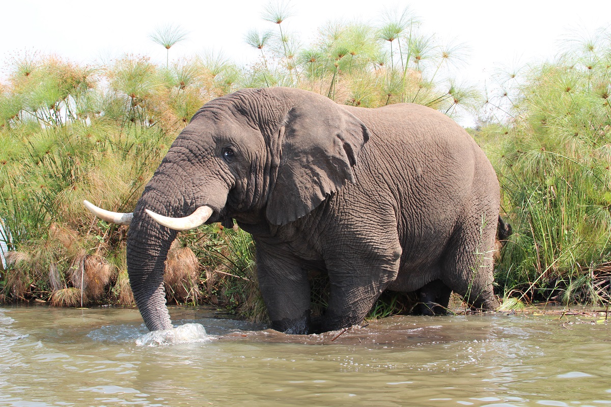 SALT of Akagera_Elephants at Akagera National Park
