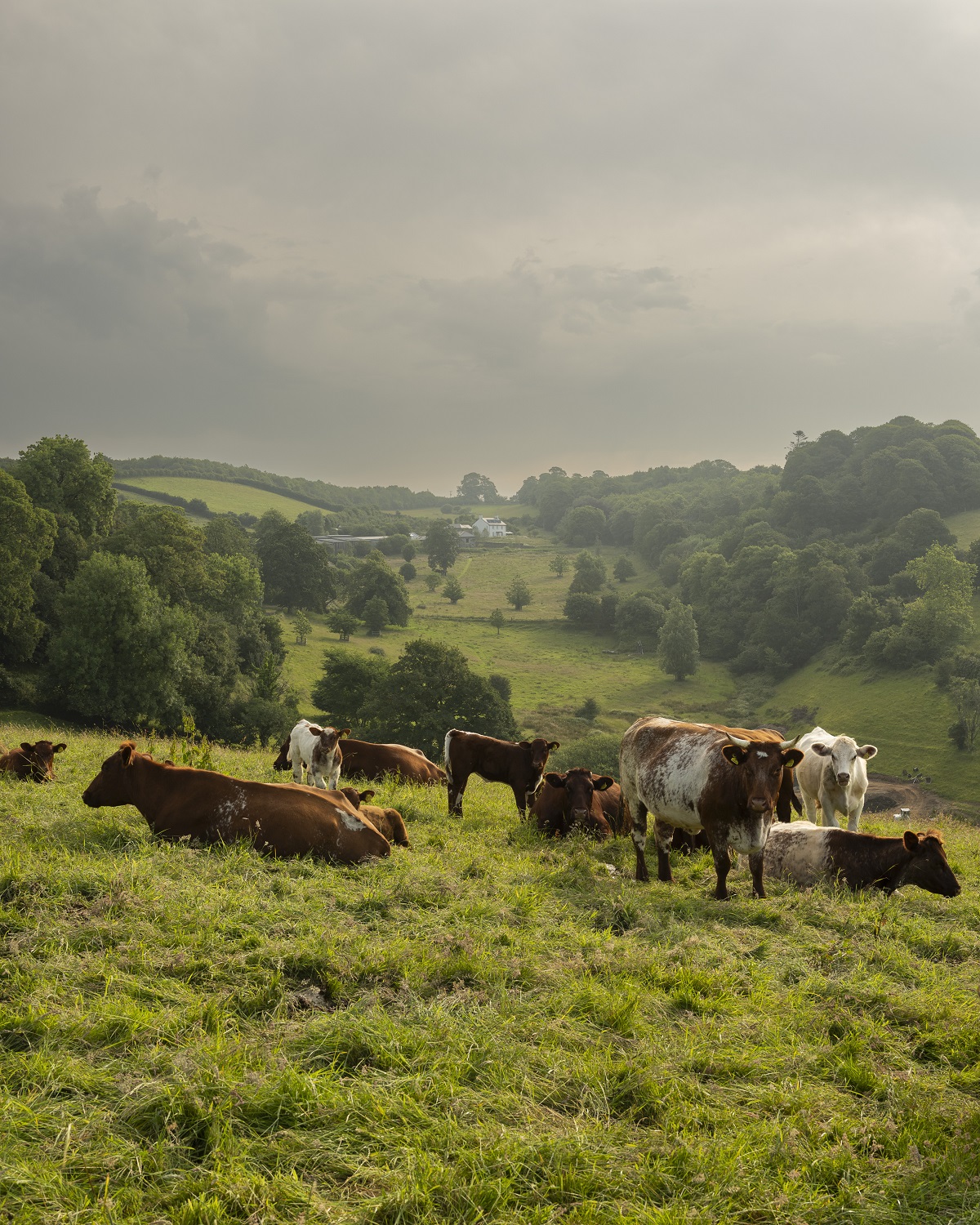 cows in hillside meadow at Fowlescomber Farm