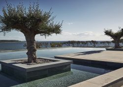 olive tree and swimming pool at Zélia Halkidiki - the first Destination by Hyatt Resort to operate in Greece