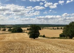 Golden crop field lined with oak trees in British countryside