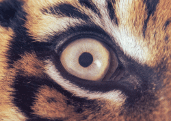 Take a Walk on the Wild Side (1)